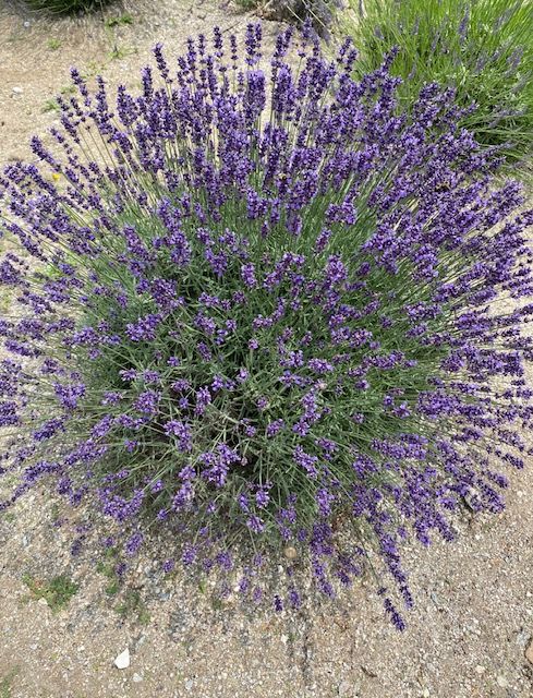 Lavender Body Butter
